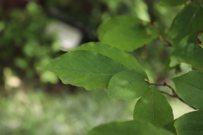 Photinia parvifolia - blýskalka drobnokvětá - list